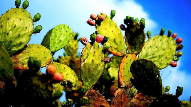 Nopal de cerca con fruta en espinas de cactus de color rojo llenas de tunas tunas nopal