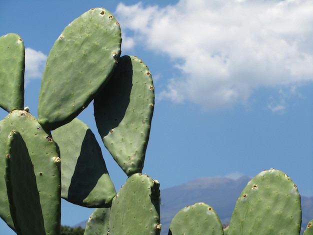 Nopal e Monte Etna