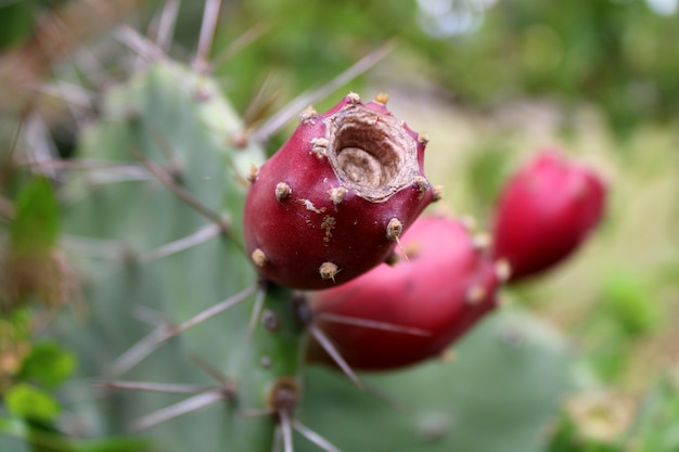 Nopal fruta cerrar cactus planta