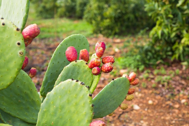 Nopal con fruta. Nopal con frutos de cactus closeup exterior