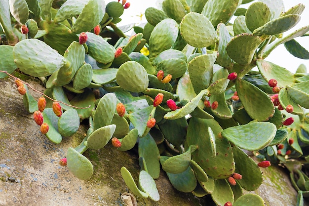 Nopal con fruta. Nopal con frutos de cactus closeup exterior