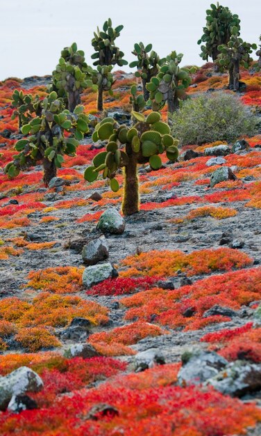 Nopal en la isla