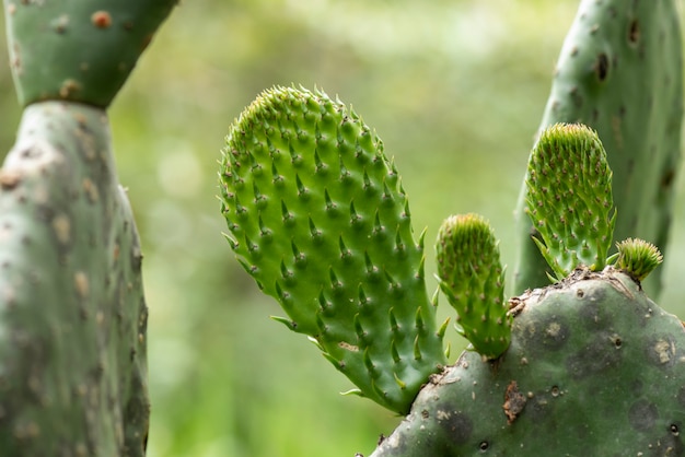 Nopal salvaje maduro con un joven brote de nopal