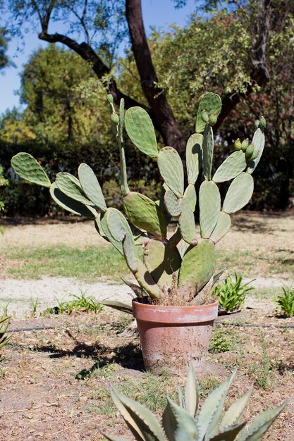 Foto nopal verde con higos