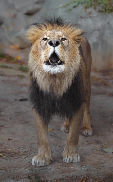 Nordafrikanischer Löwe