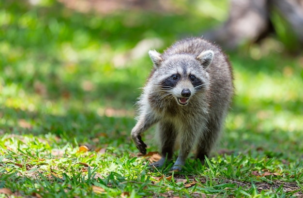 Nordamerikanischer Waschbär im grünen Gras