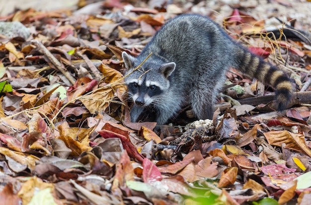 Nordamerikanischer Waschbär