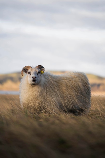 Nordeuropäisches Kurzschwanzschaf in Island