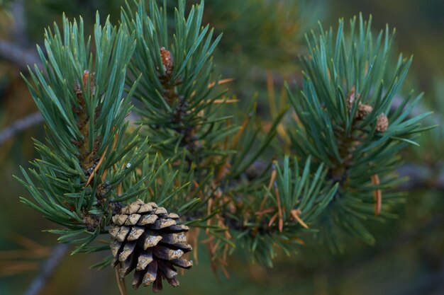 Nordischer Wald schöner Morgen mit Natur