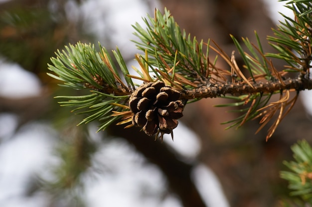 Nordischer Wald schöner Morgen mit Natur