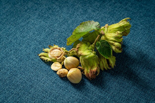 Nordostsommer frische rohe Haselnüsse im Juli