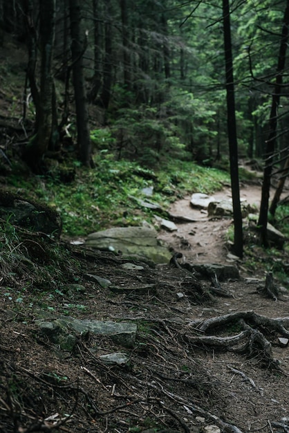 Nordskandinavischer Kiefernwald mit Pfad und Steinen Norwegen Naturreisen im Freien Hintergrund