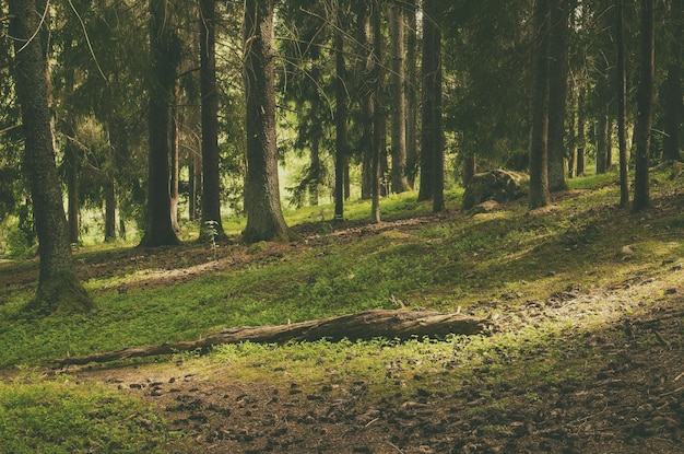 Nordskandinavischer Kiefernwald, Schweden Naturreisen im Freien Vintage Hipster Hintergrund