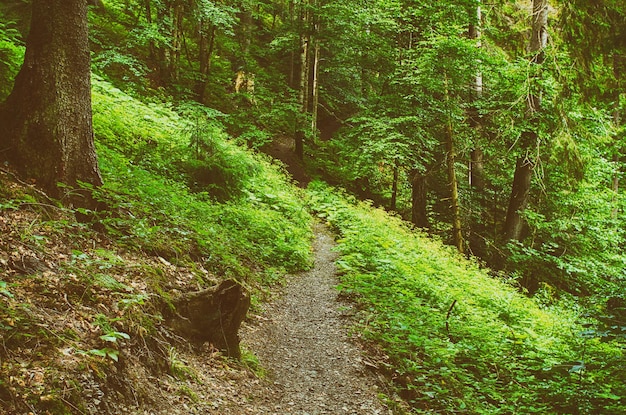 Nordskandinavischer Kiefernwald, Schweden Naturreisen im Freien Vintage Hipster Hintergrund