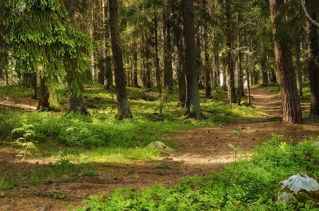 Nordskandinavischer Wald