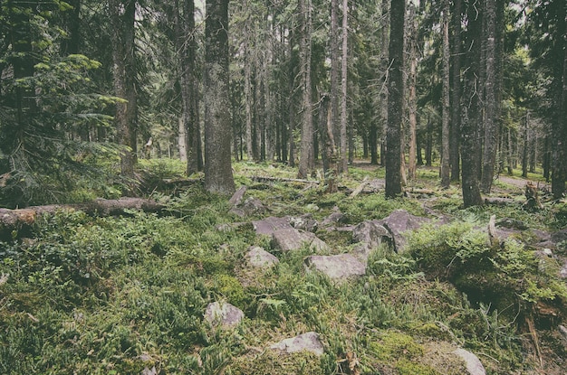 Nordskandinavischer Wald