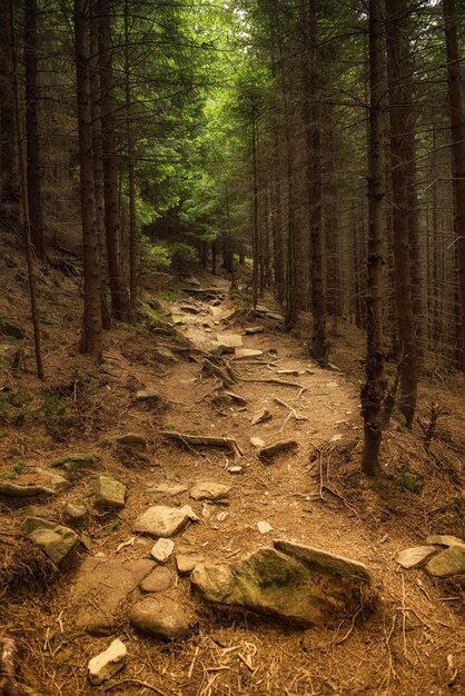 Nordskandinavischer Wald