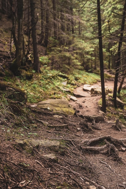 Nordskandinavischer Wald