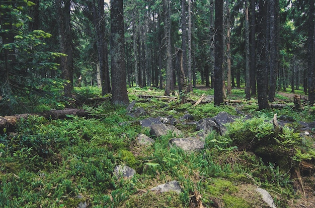 Nordskandinavischer Wald