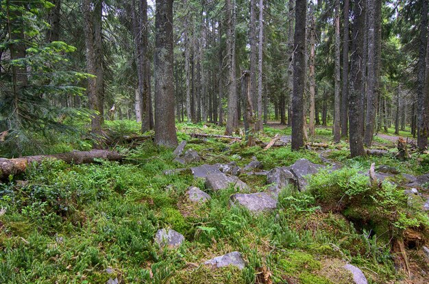 Nordskandinavischer Wald