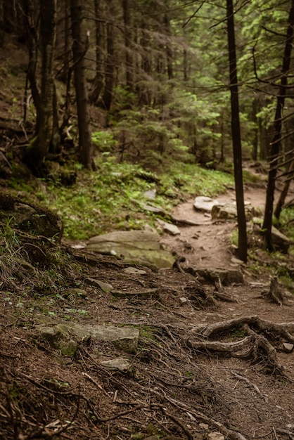 Nordskandinavischer Wald