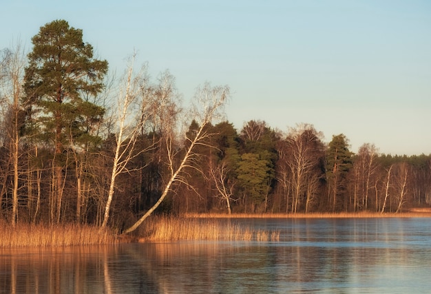 Nordwald am Ufer eines zugefrorenen Sees im zeitigen Frühjahr an einem sonnigen Tag