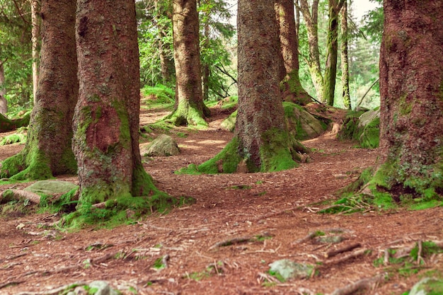 Nordwald mit grünem Moos in Norwegen