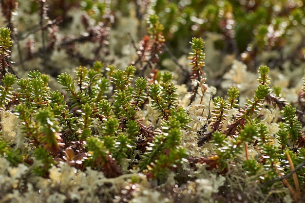 Nordwald schöne erstaunliche Natur