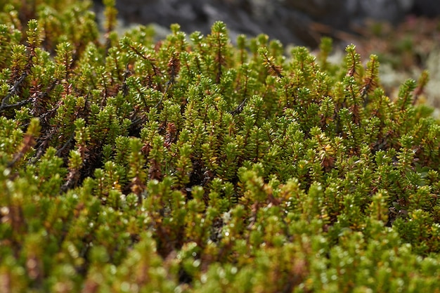 Nordwald schöne erstaunliche Natur