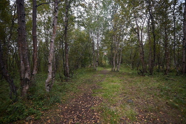 Nordwald schöne erstaunliche Natur