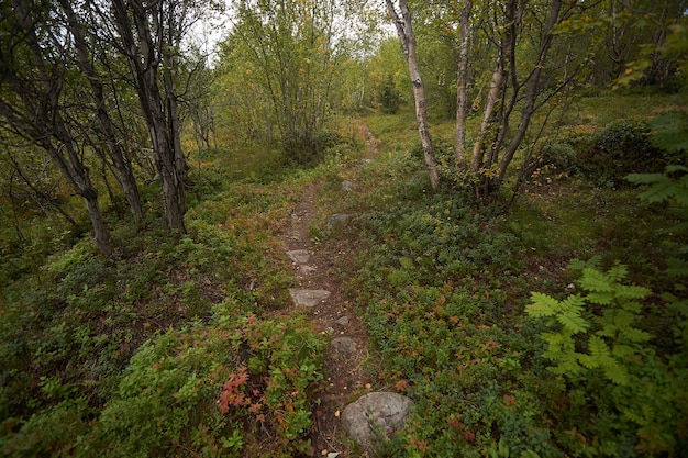 Nordwald schöne erstaunliche Natur