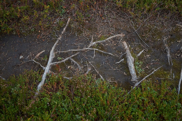 Nordwald schöne erstaunliche Natur