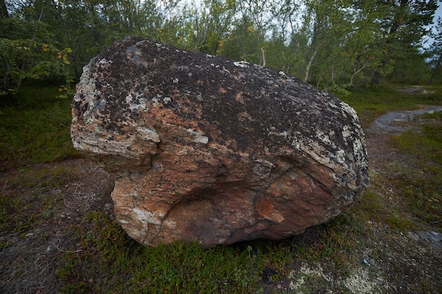 Foto nordwald schöne erstaunliche natur