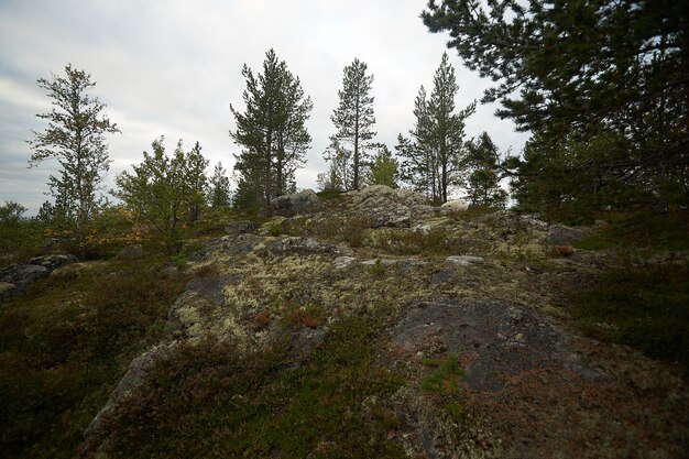 Nordwald schöne erstaunliche Natur