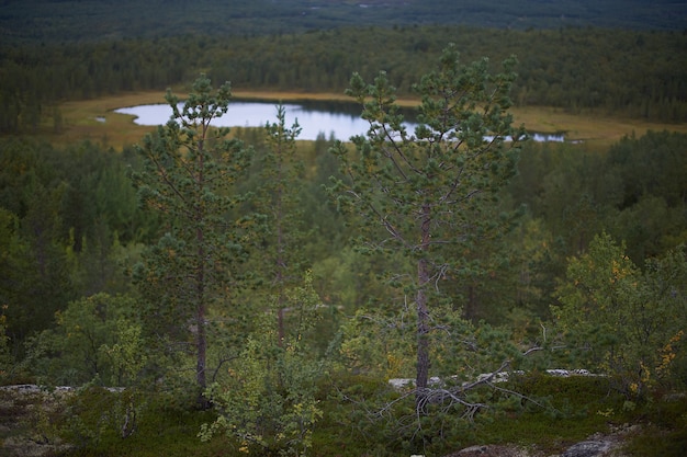 Nordwald schöne erstaunliche Natur