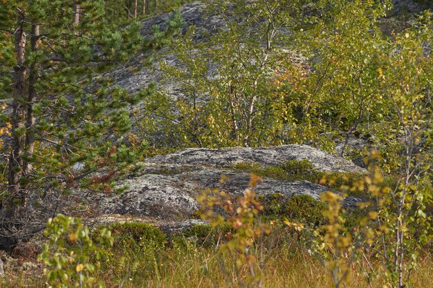 Nordwald schöne erstaunliche Natur