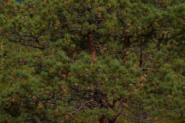 Nordwald schöne erstaunliche Natur