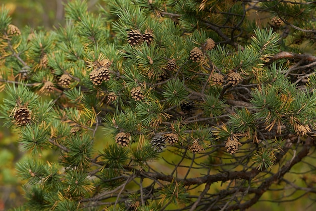 Nordwald schöne erstaunliche Natur