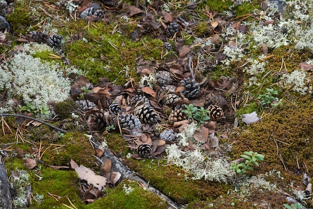 Nordwald schöne erstaunliche Natur