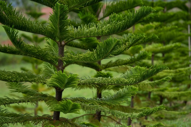 Norfolk-Insel-Kiefer Araucaria heterophylla grüne Blätter Hintergrund