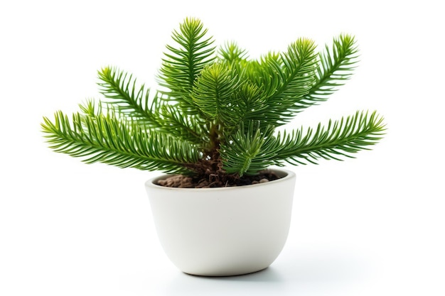 Norfolk Island Pine Araucaria Heterophylla in einem weißen Topf auf weißem Hintergrund Generative KI