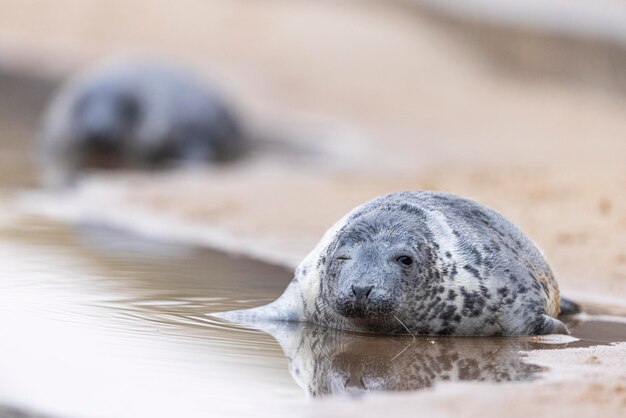 Foto norfolk-siegel januar 2024