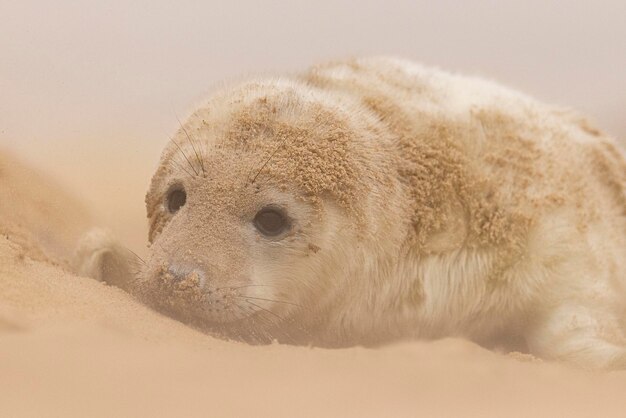 Foto norfolk-siegel januar 2024