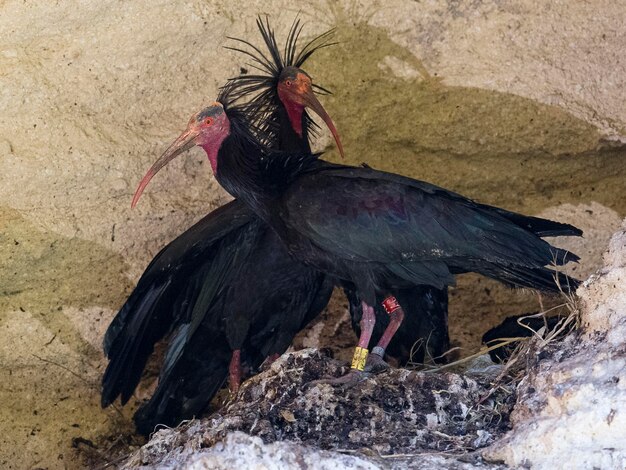 Norte careca ibis Geronticus eremita Cádiz Espanha