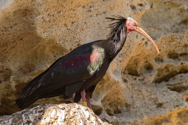 Foto norte careca ibis geronticus eremita cádiz espanha