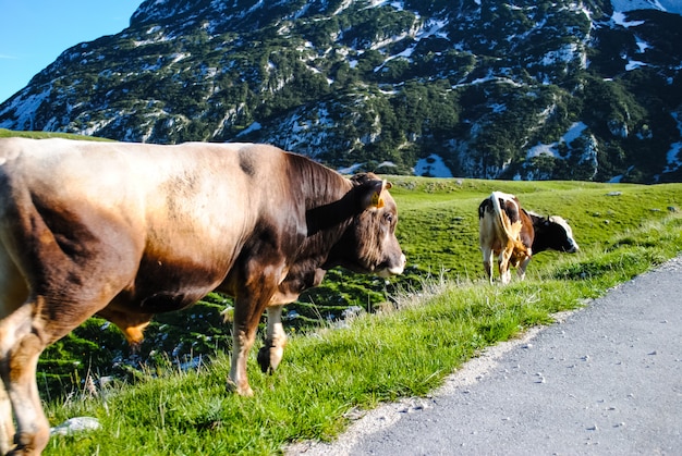 Norte de Montenegro, animales en el camino