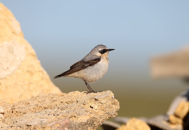 Un norteño wheatear (Oenanthe oenanthe) macho en plumaje nupcial se encuentra sobre una piedra