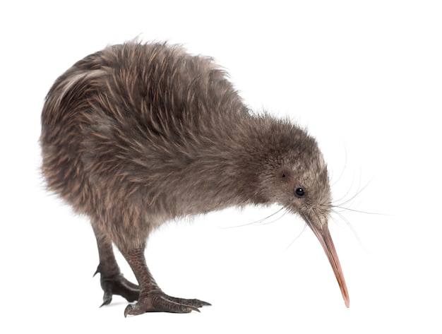 North Island Brown Kiwi, Apteryx mantelli, 5 meses de idade, em pé contra uma superfície branca