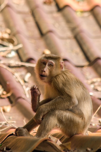 Northern Pigtailed Macaque v auf dem Dach Es ist ein kurzhaariger dicker Affe. Das Fell ist grau oder braun