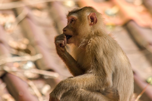 Northern Pigtailed Macaque v auf dem Dach Es ist ein kurzhaariger dicker Affe. Das Fell ist grau oder braun